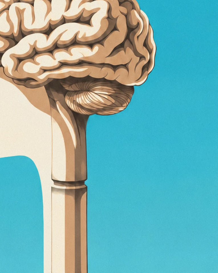 Affiche planche anatomique du cerveau humain de profil : détail en gros plan