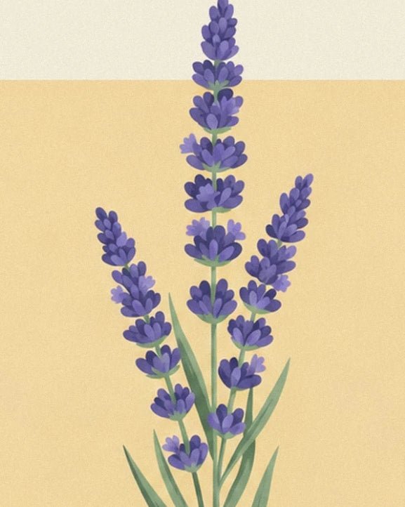 The purple flower spikes and slender green lavender leaves against a pale yellow background