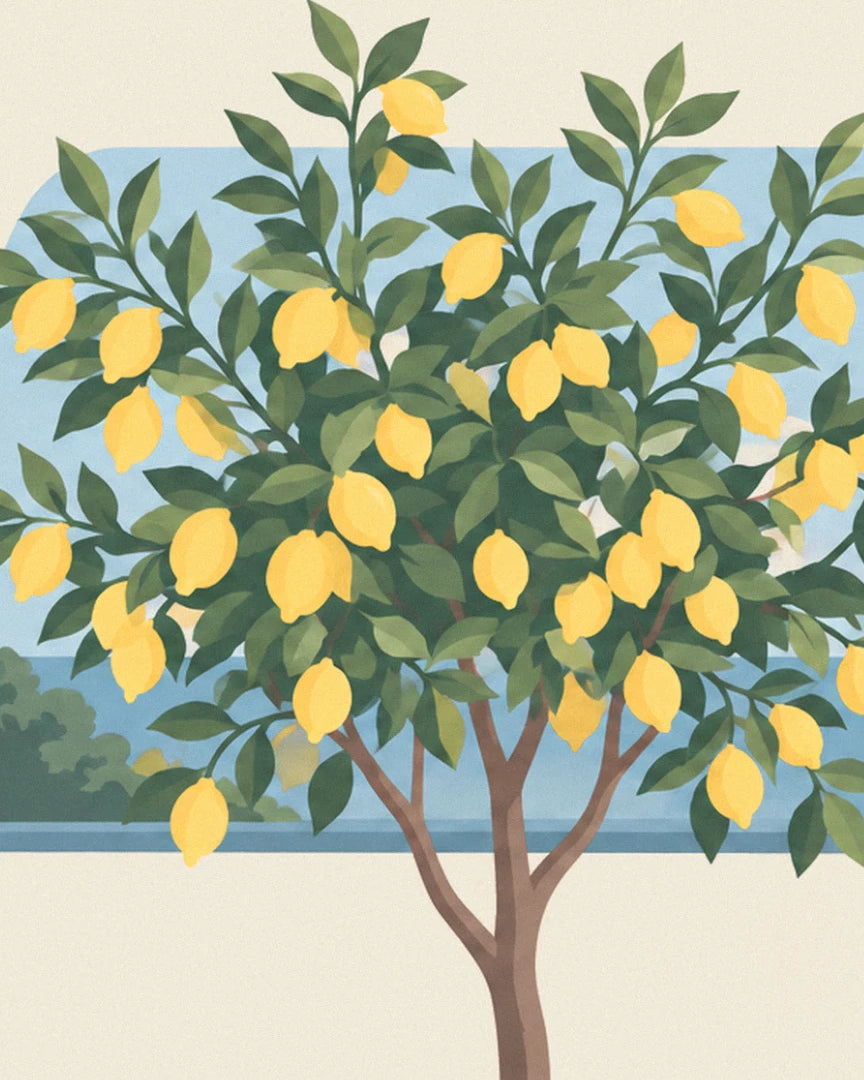Der Zitronenbaum voller leuchtend gelber Zitronen vor dem blauen Meer