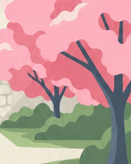 The cherry trees with pink blossom and dark trunks lining a pale path