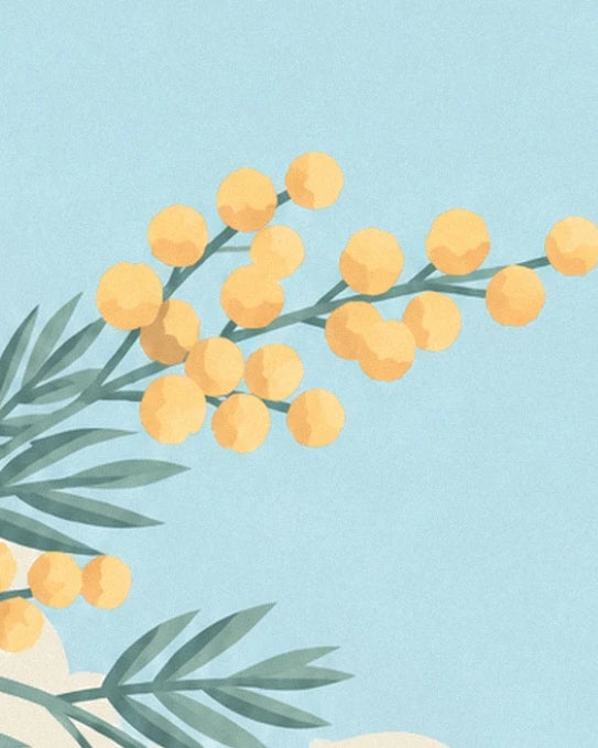 Die gelben Mimosen-Pompons und ihre schmalen Blätter vor hellblauem Hintergrund
