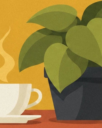 La plante aux larges feuilles vertes dans son pot sombre, près de la tasse blanche