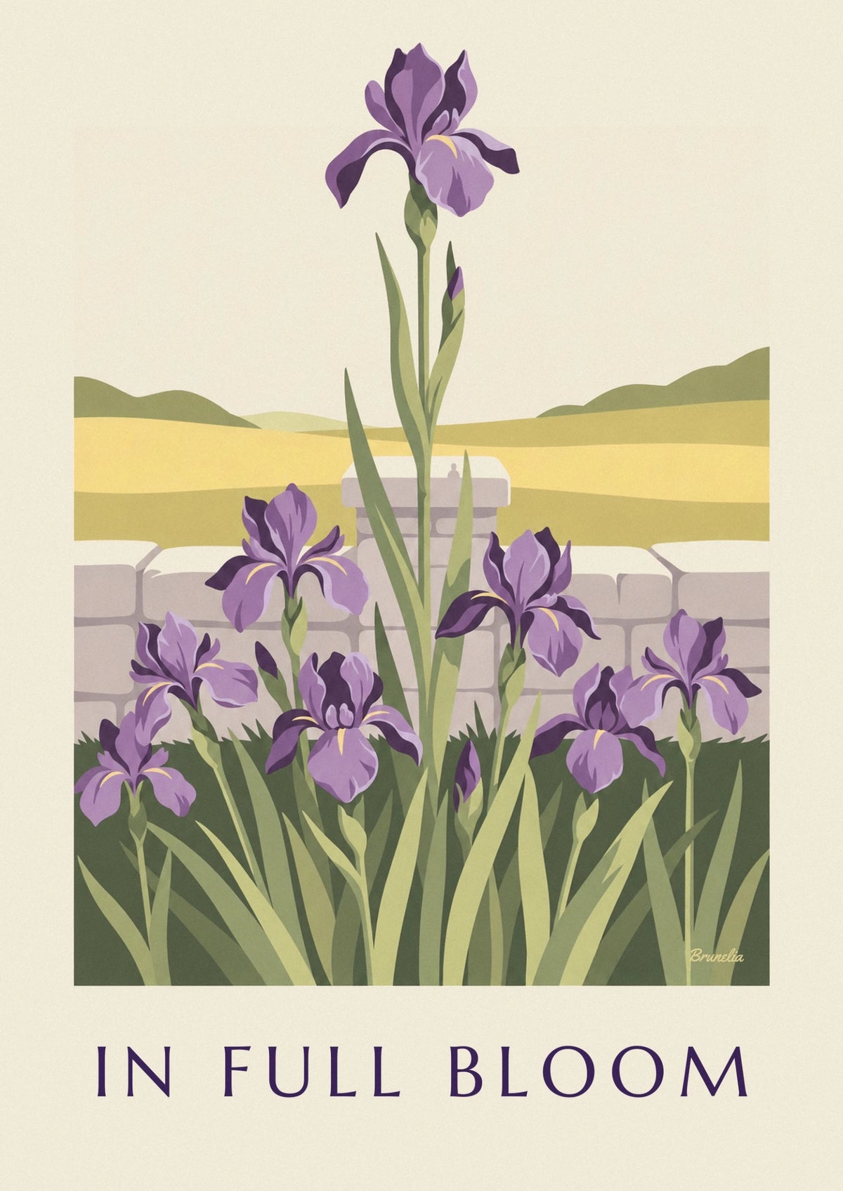 Poster mit violetten Iris in voller Blüte im Garten